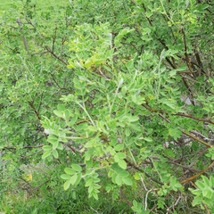 Colutea arborescens