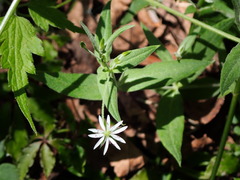 Stellaria vestita