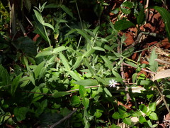 Stellaria vestita