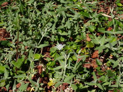Stellaria vestita