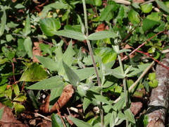 Stellaria vestita