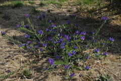 Echium plantagineum