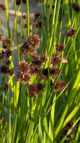 Juncus ensifolius, photograph 4