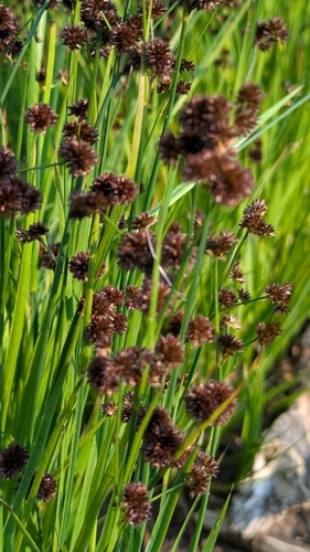 Juncus ensifolius, photograph 5
