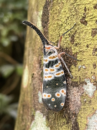 Dark-horned Lanternfly