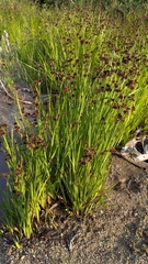 Juncus ensifolius, photograph author not stated, no rights reserved