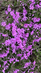 Phlox subulata