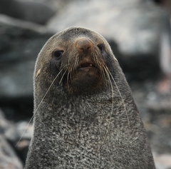 Arctocephalus gazella