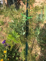 Albizia julibrissin julibrissin