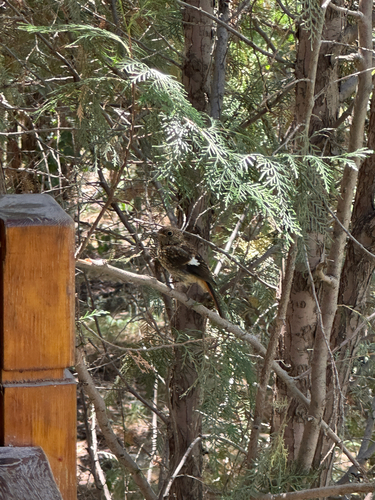 Daurian Redstart