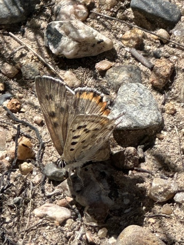 iNaturalist observation photo of Tharsalea