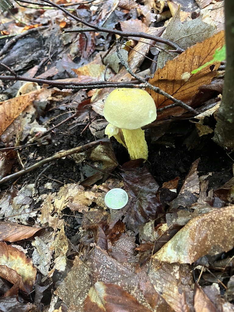 Ornate-stalked bolete · August 2026 · photo: Photo: (c) Ken Lange, some rights reserved (CC BY) · iNaturalist
