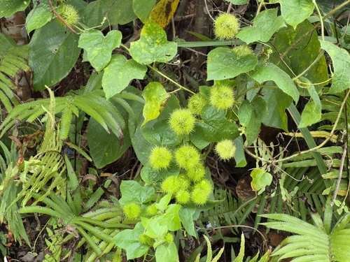 Passiflora vesicaria