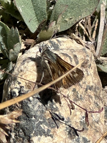 iNaturalist observation photo of branded grass skippers