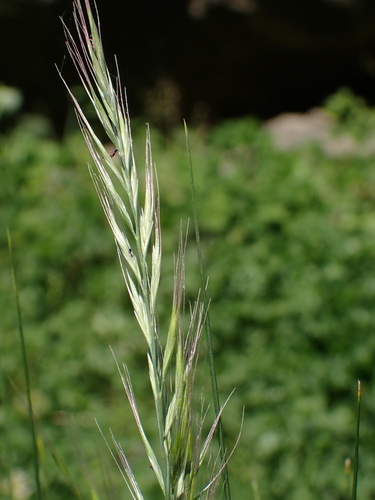 Festuca myuros