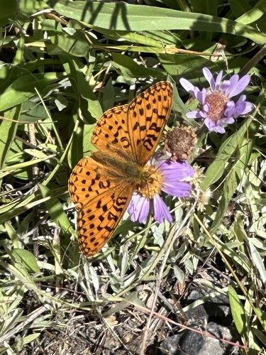 iNaturalist observation photo of Greater Fritillaries