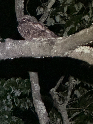 Eastern Whip-poor-will observed by tasbaqa