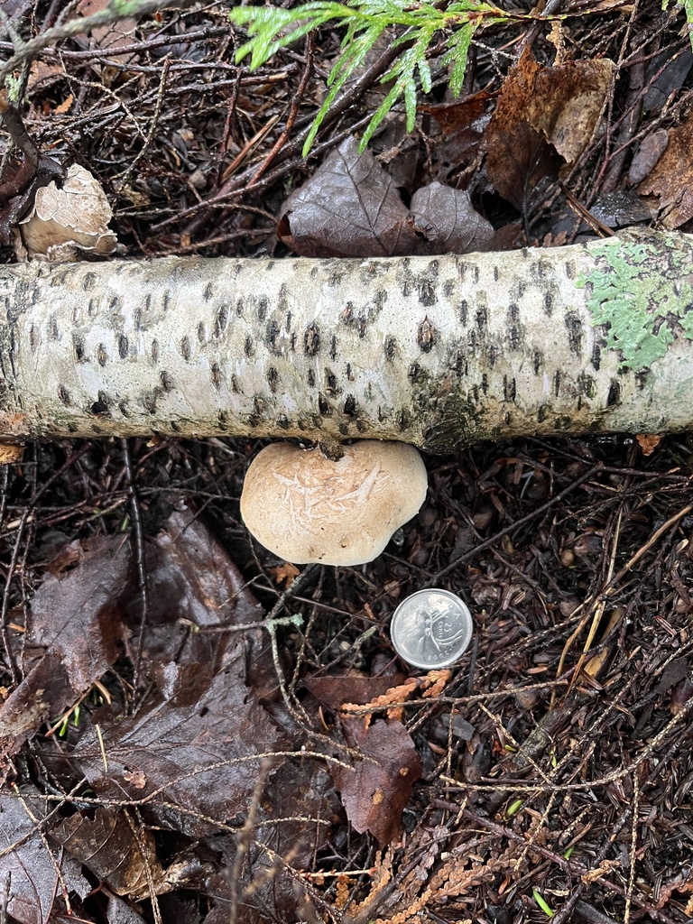 birch polypore · August 2026 · photo: Photo: (c) Ken Lange, some rights reserved (CC BY) · iNaturalist