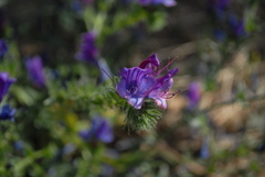 Echium plantagineum