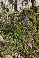 Muscari