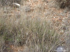 Brachypodium phoenicoides
