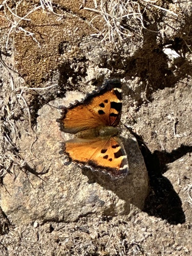 iNaturalist observation photo of California Tortoiseshell