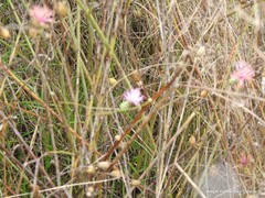 Mantisalca salmantica