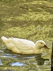 Anas platyrhynchos domesticus