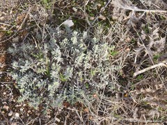 Teucrium gnaphalodes