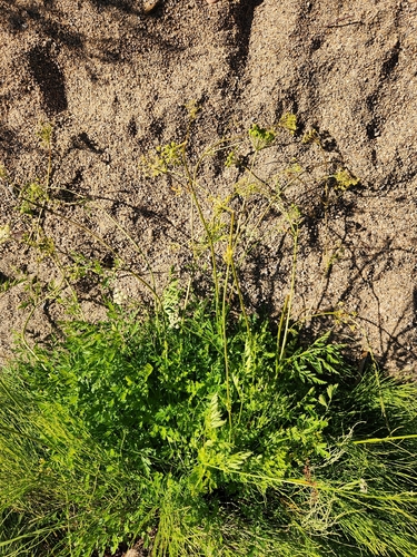 Ligusticum grayi, photograph 3