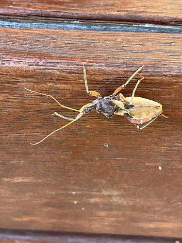 Common Assassin Bug