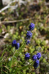 Muscari