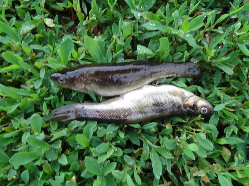 Lake minnow (Rhynchocypris percnurus) — Cyprinidae — 3