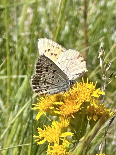iNaturalist observation photo of Greenish Blue