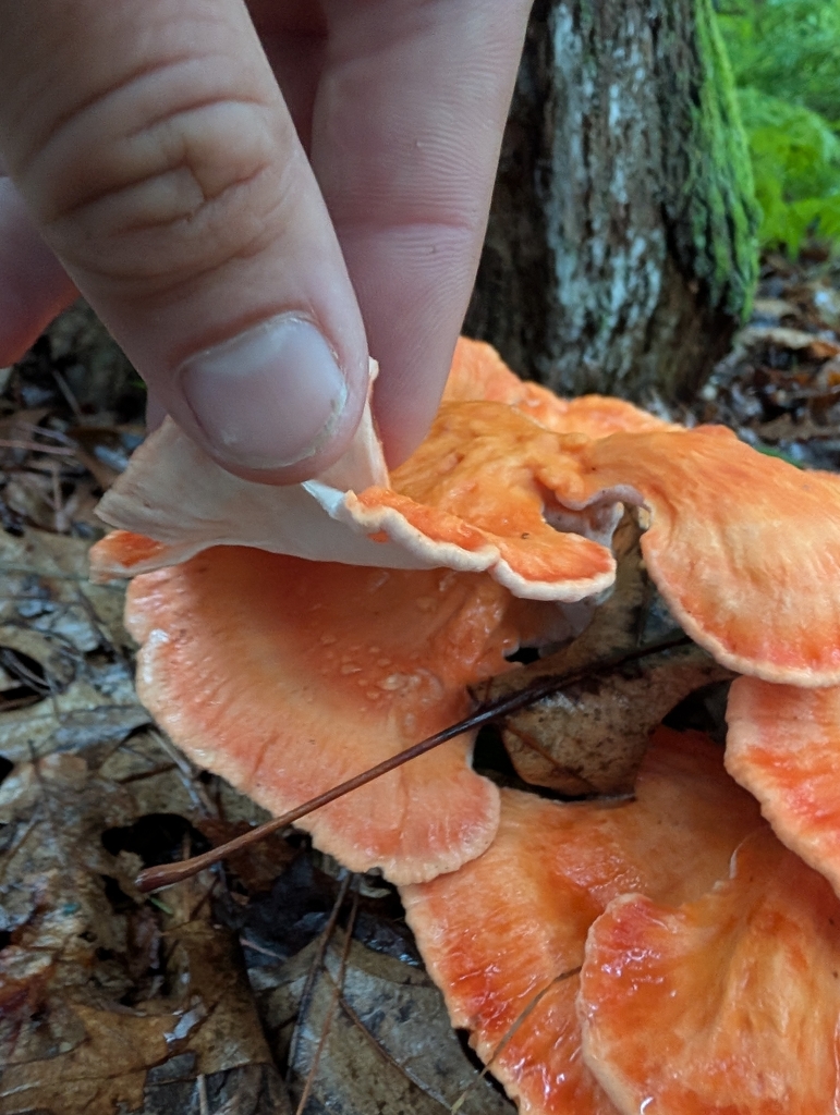 White-pored Chicken of the Woods · August 2026 · photo: Photo: (c) Zac Peterson, some rights reserved (CC BY) · iNaturalist