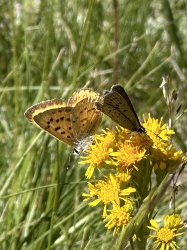 iNaturalist observation photo of Tharsalea