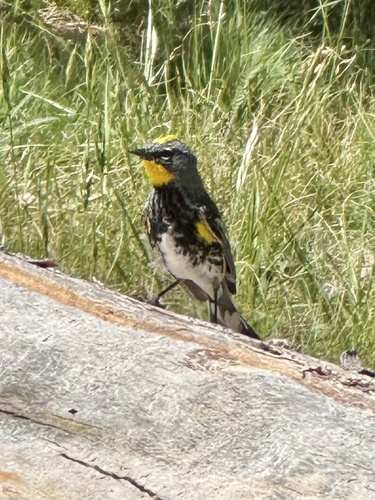 iNaturalist observation photo of Yellow-rumped Warbler