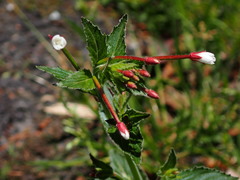 Epilobium amurense