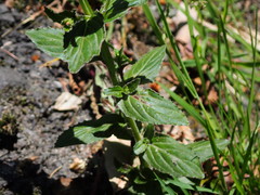 Epilobium amurense