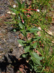 Epilobium amurense