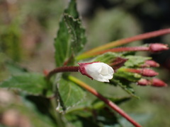 Epilobium amurense