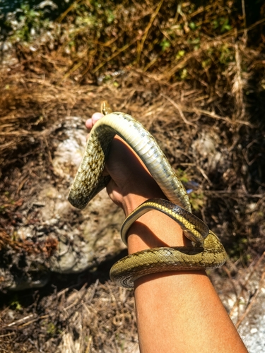 Beauty Ratsnake
