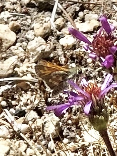 iNaturalist observation photo of branded grass skippers