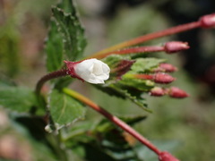 Epilobium amurense