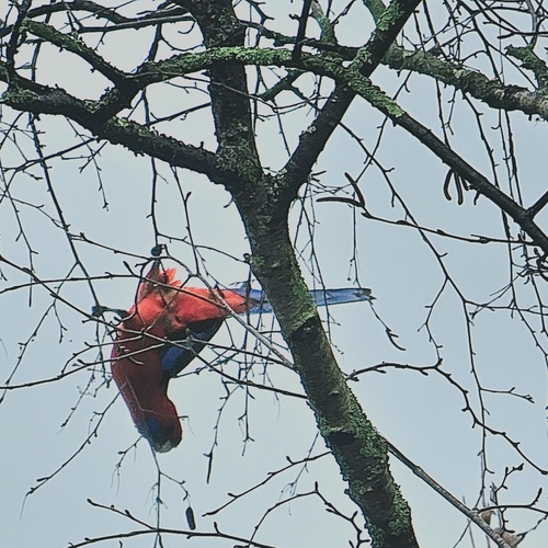 Crimson Rosella