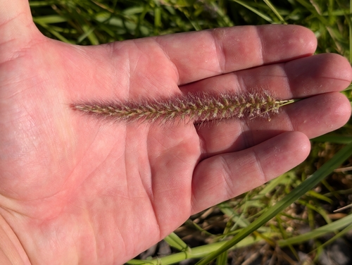 Cenchrus ciliaris observed 2026-08-04