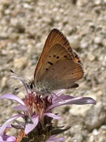 iNaturalist observation photo of Tharsalea