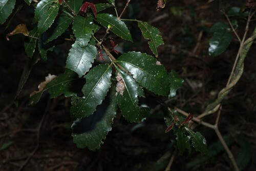 Pseudoweinmannia lachnocarpa, photograph 5