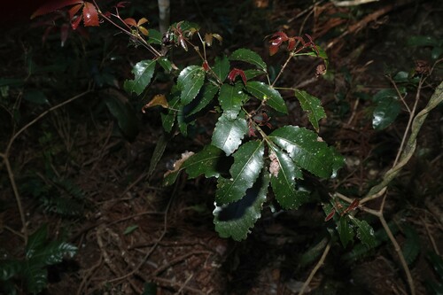 Pseudoweinmannia lachnocarpa, photograph 4