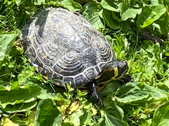 Trachemys scripta scripta